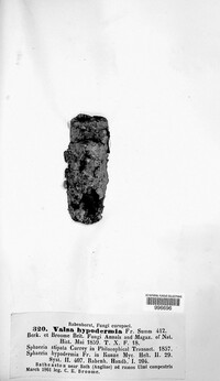 Cryptosporella hypodermia image